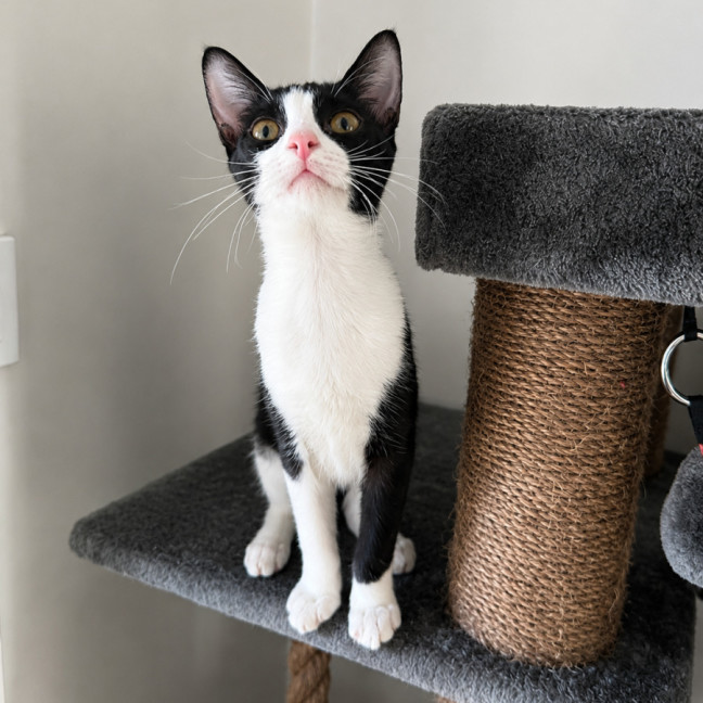 Photo of Olive