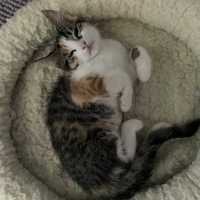 Photo of Glinda