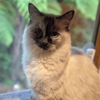 Photo of Kiki **2nd Chance Cat Rescue**