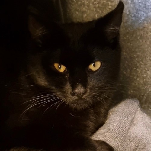 Spook - Domestic Short Hair (DSH) Cat
