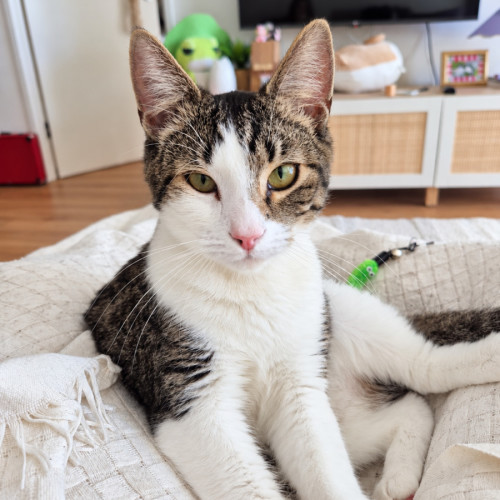 Orange Juice - Domestic Short Hair (DSH) Cat