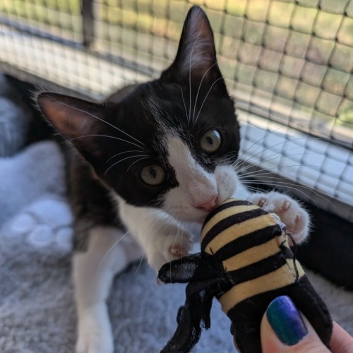 $250 Jade - Domestic Short Hair (DSH) Cat