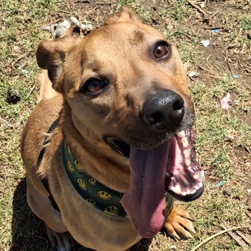 Beckham - Australian Kelpie x American Staffordshire Terrier Dog