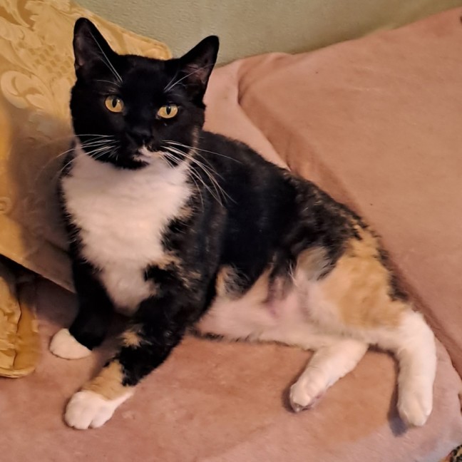 Photo of Gypsy