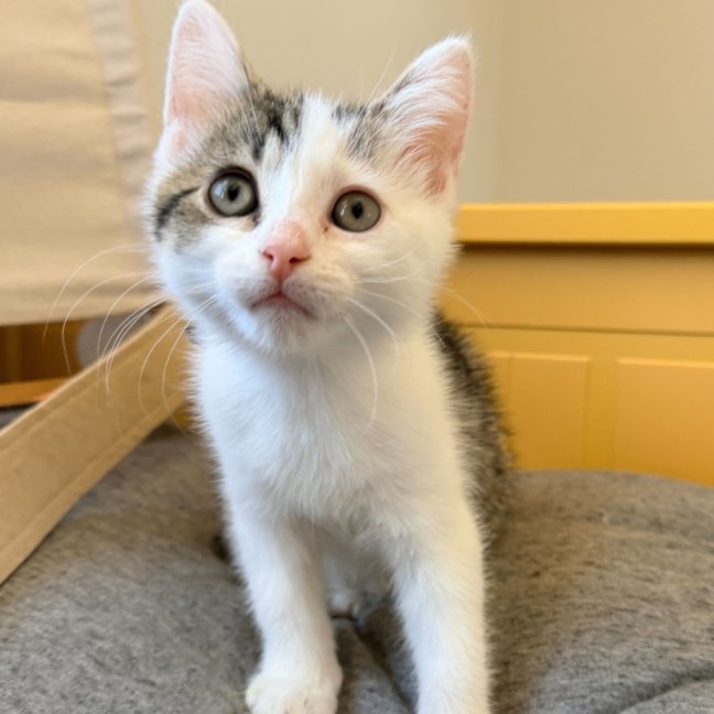 Photo of Principal Skinner