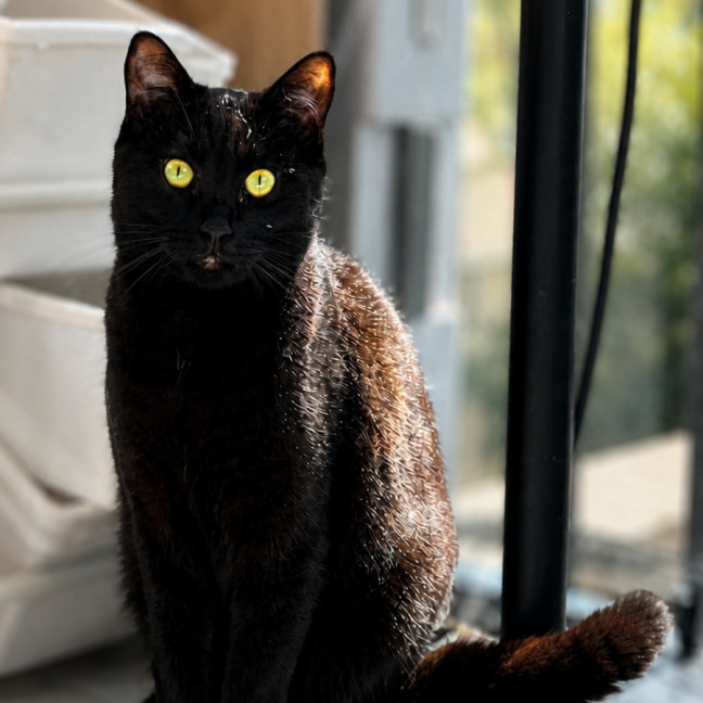 Photo of Dobby