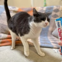 Photo of Ragazza ** 2nd Chance Cat Rescue**