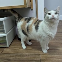 Photo of Princess Peach