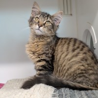 Photo of Solo 