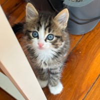 Photo of Toto