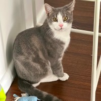 Photo of Penn **2nd Chance Cat Rescue**