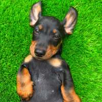 Photo of Lucky