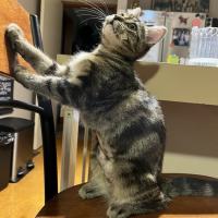 Photo of Lily**2nd Chance Cat Rescue**