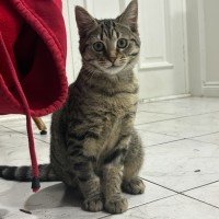 Photo of Tonks