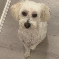 Photo of George 🐶🎾