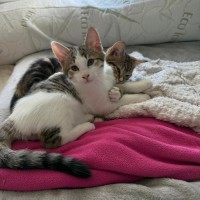 Photo of Pear And Pineapple 