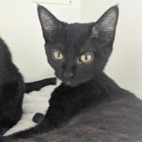 Photo of 🥐 Josie 6722 🥐