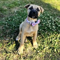 Photo of Coco