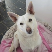 Photo of Snowy
