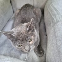 Photo of Schimmerfell ** 2nd Chance Cat Rescue**