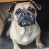Photo of Josie