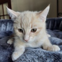 Photo of Lemon Meringue