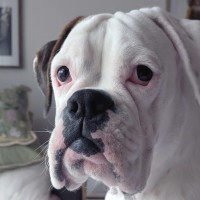 Photo of Odie