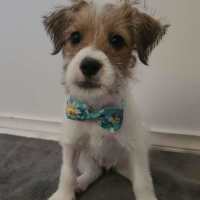 Photo of Tinkerbell Aka Tink