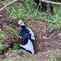 Photo of Giuseppe (Pep/Pepino/Pepe)