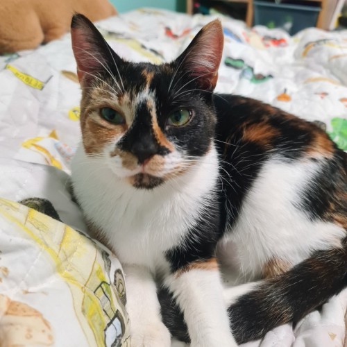  Jade🌿 - Domestic Short Hair (DSH) Cat