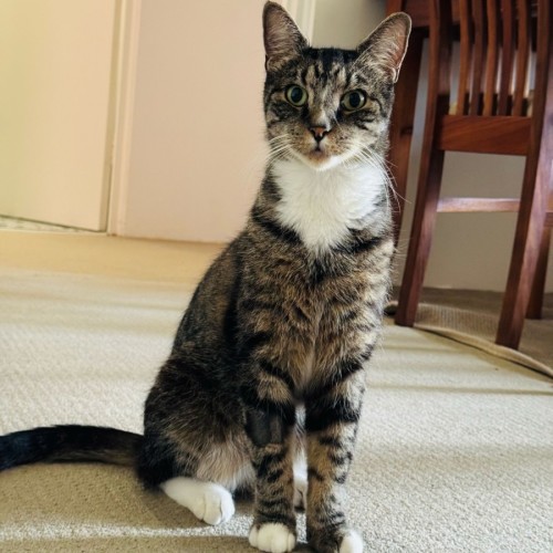 Brendan - Domestic Short Hair (DSH) Cat