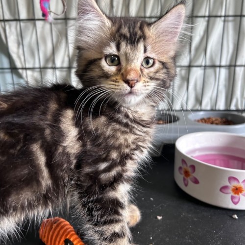 Alira 🩵 - Domestic Short Hair (DSH) Cat