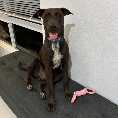 Bonnie - American Staffordshire Terrier Dog