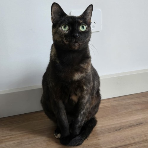 Chilli - Domestic Short Hair (DSH) Cat