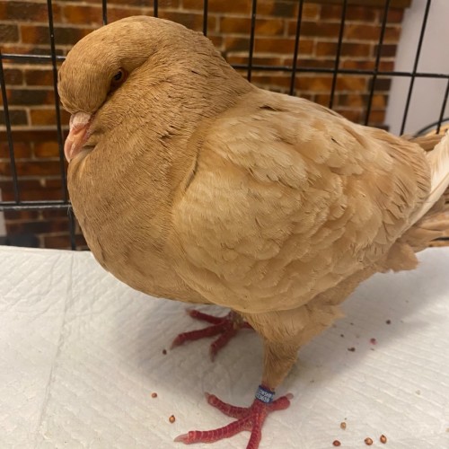 Genghis Khan  -  Bird
