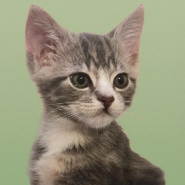 Photo of Maxx *9 Lives Project Rescue*