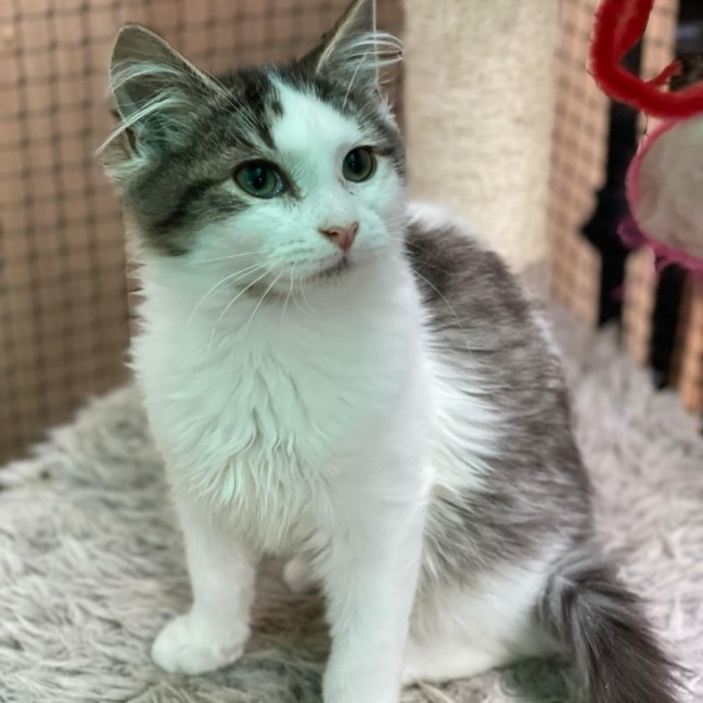 Photo of Speedy**2nd Chance Cat Rescue**