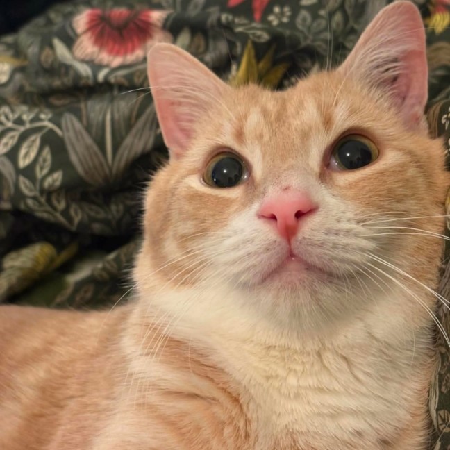 Photo of Fred🧡