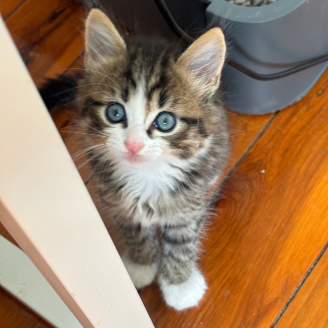 Photo of Toto
