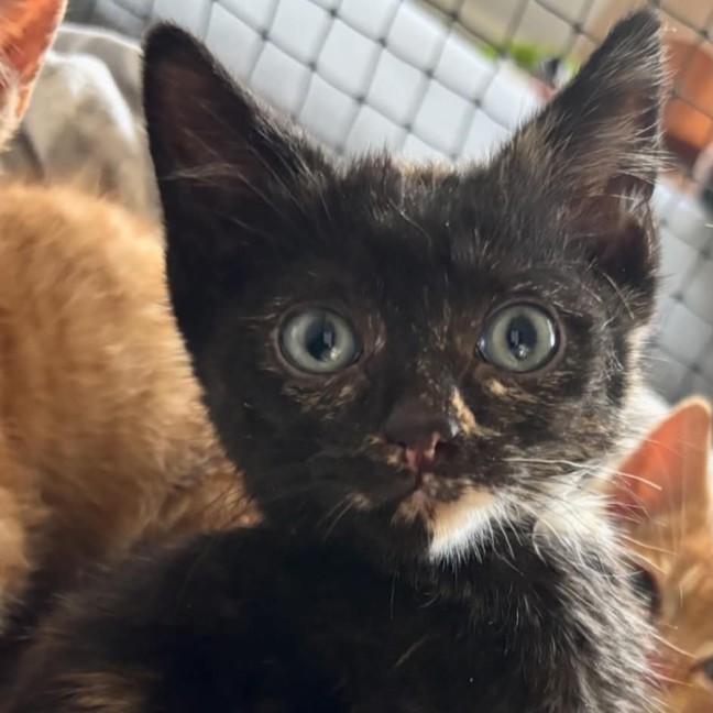 Photo of Sophie   Meet Me 10/10 Info In Bio
