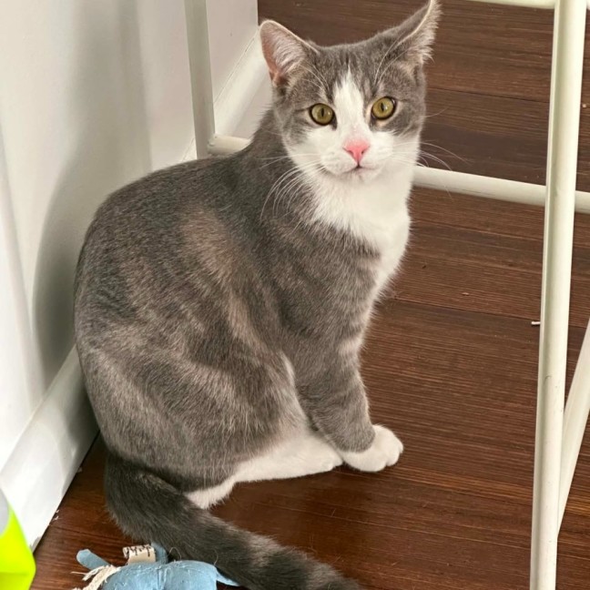 Photo of Penn **2nd Chance Cat Rescue**