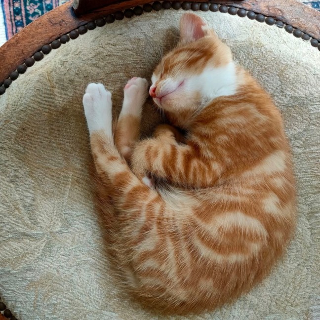 Photo of Nacho