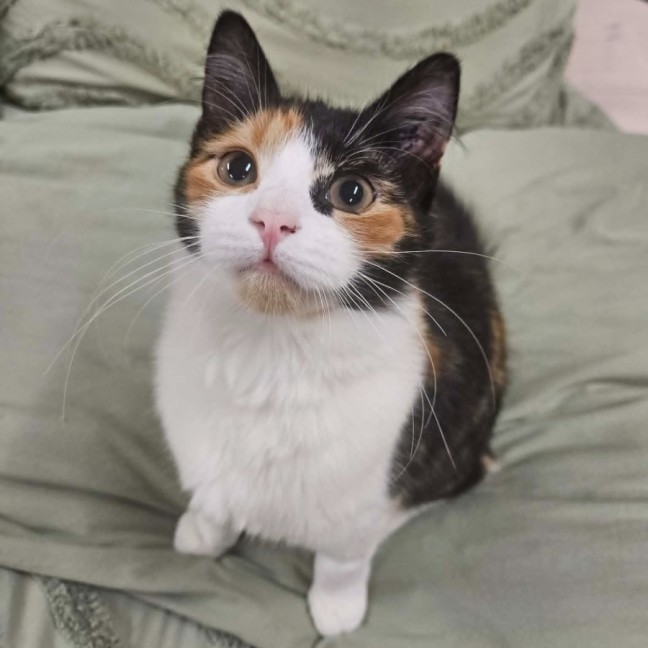 Photo of Caramel Fusion 