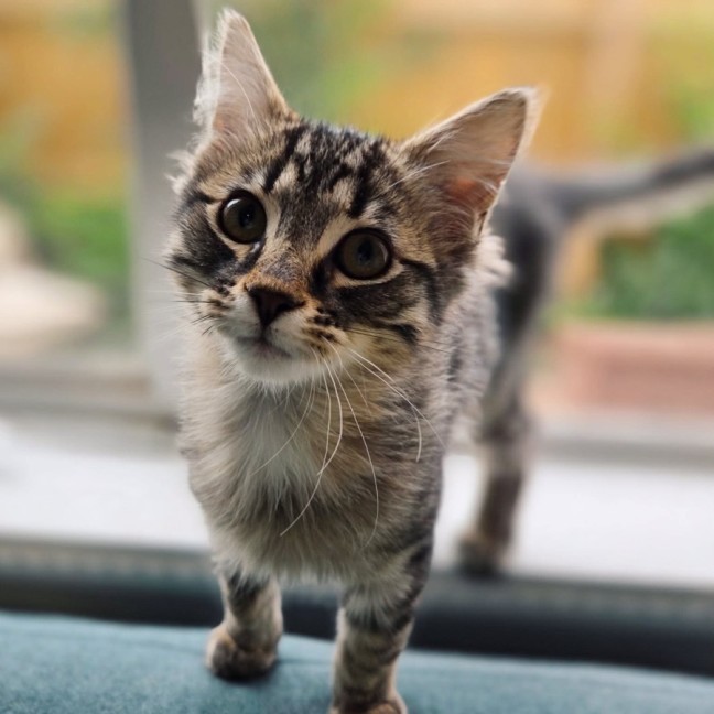 Photo of Walnut   In Foster Care In Northcote