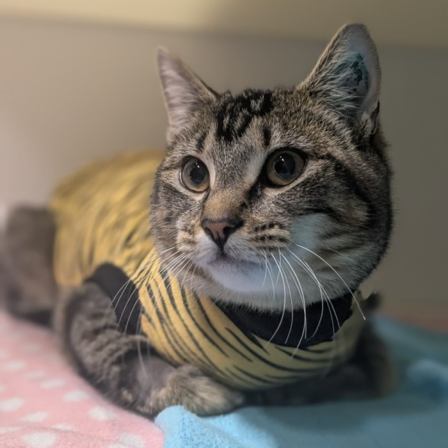 Photo of 🥔 Purrtato 6326 🥔