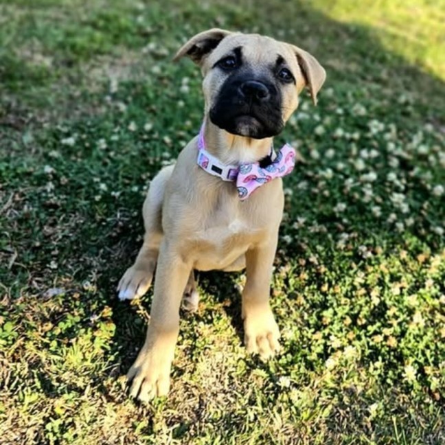 Photo of Coco