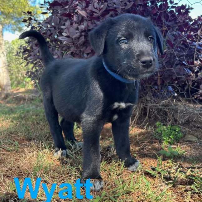 Photo of Wyatt