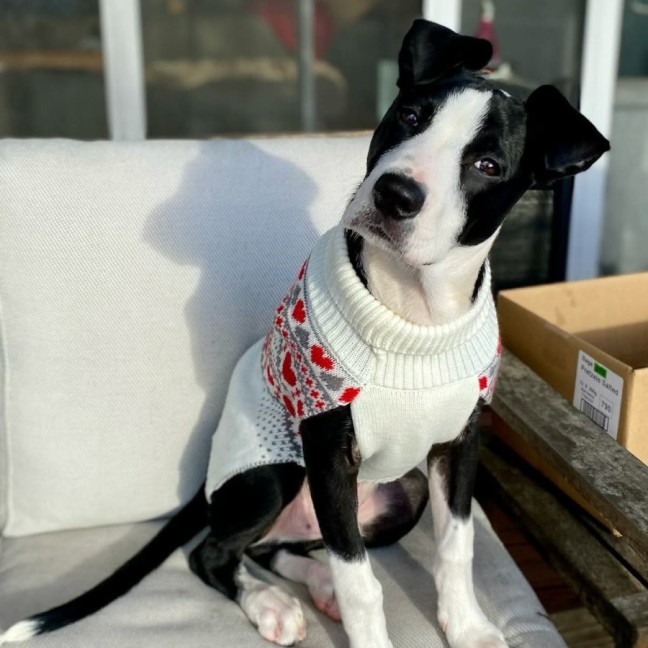 Photo of Pickles