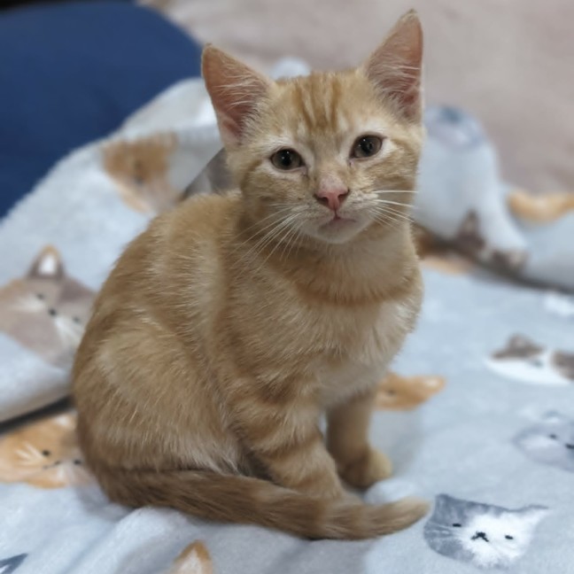 Photo of Katsu   In Foster Care In Reservior