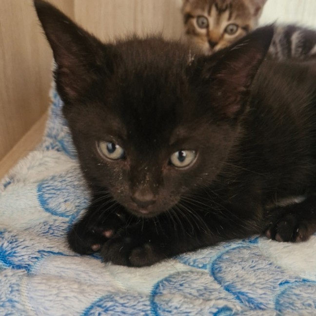 Photo of C1525 Dahlia